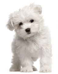 可爱白色狗狗图片