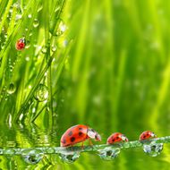 七星瓢虫与草上的水珠图片