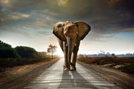 公路上行走的非洲大象图片