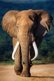 高清非洲大象图片