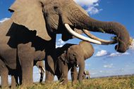 非洲草原野生大象图片