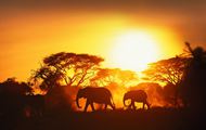黄昏非洲草原大象图片