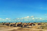 迁徙的野生大象图片