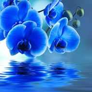 唯美蓝色蝴蝶兰花图片