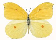 淡雅黄色蝴蝶图片