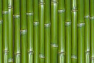 高清竹子背景图片