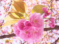 高清日本樱花图片