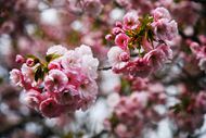 高清日本樱花图片
