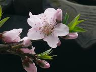 高清粉红桃花图片