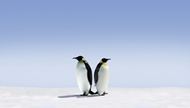 高清可爱企鹅图片