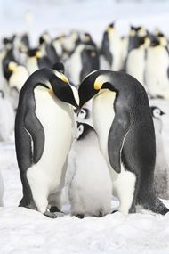 高清可爱企鹅图片