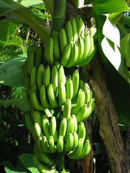 高清香蕉素材图片