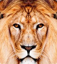 高清非洲狮子图片