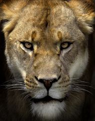 高清非洲狮子图片