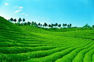 高清绿色茶山图片