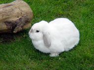 高清可爱兔子图片