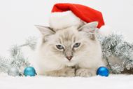 高清圣诞小猫图片