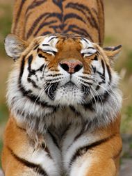 高清可爱老虎图片