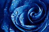蓝色动态玫瑰图片