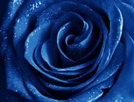 高清蓝色玫瑰图片