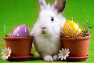 高清彩蛋兔子图片