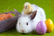 高清彩蛋兔子图片