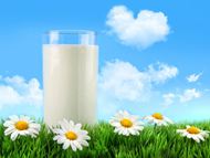 高清牛奶菊花图片