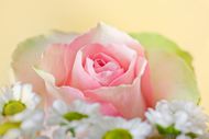 高清粉红玫瑰图片