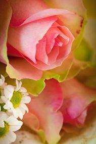 高清粉红玫瑰图片