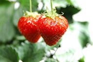 高清清新草莓图片