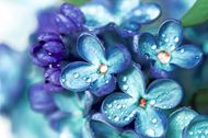 唯美蓝紫色花朵水珠图片