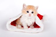 可爱圣诞小猫图片