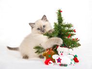 可爱圣诞小猫图片