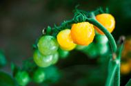 西红柿种植图片