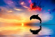 黄昏跃起的海豚图片