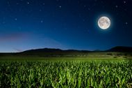 夜空圆月与玉米地作物图片