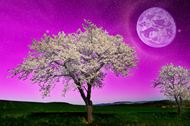紫色天空圆月夜景图片