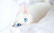 白色猫咪图片
