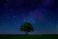 夜空繁星与大树草地图片