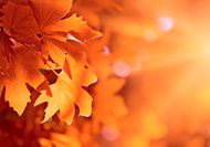 秋天枫叶素材图片