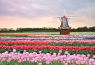 荷兰风车郁金香图片