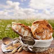 烤面包小麦农作物图片