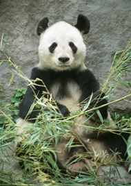 可爱图片熊猫
