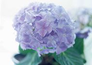 紫花球图片