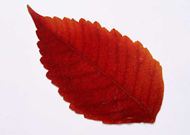 红色树叶图片