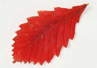 齿状红色树叶图片