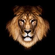 狮子王图片