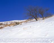 日本雪景风光图片