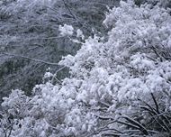 雪中树林高清图片