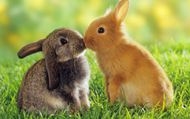 草地上两只兔子亲吻图片